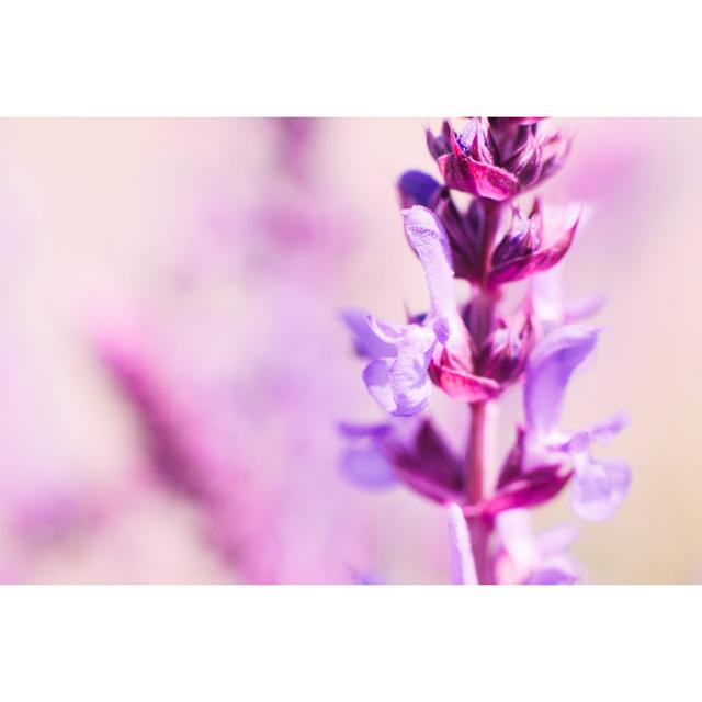 Pink Sage Blossom - Wrapped Canvas Photograph Latitude Run Size: 20cm H x 30cm W x 3.8cm D on Productcaster.