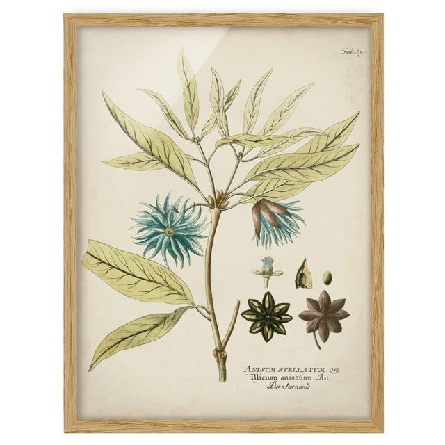 Vintage Botany in Blue Star Anise - Picture Frame Graphic Art Brambly Cottage Size: 40cm H x 30cm W x 2cm D, Frame Option: Brown Framed on Productcaster.