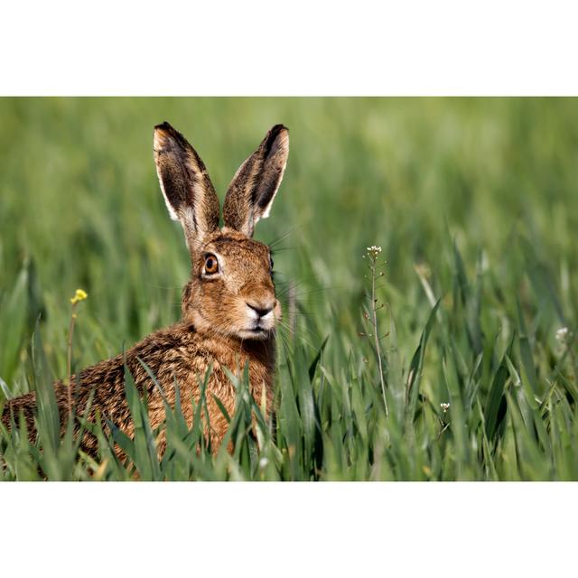 Brown Hare, Lepus Europaeus by MikeLane45 - Wrapped Canvas Print Brambly Cottage Size: 30cm H x 46cm W on Productcaster.