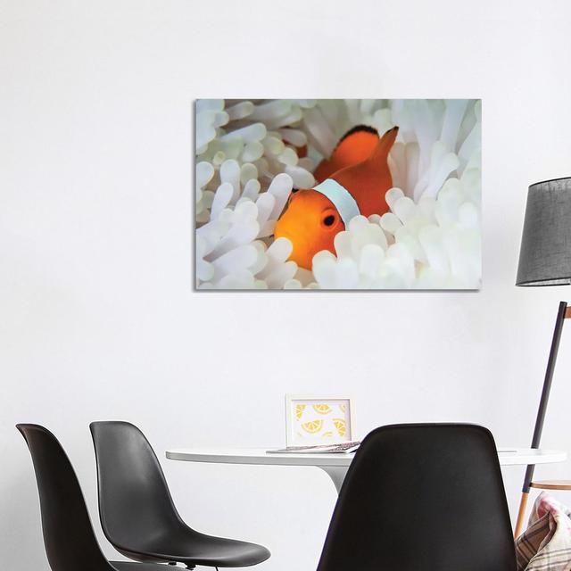 A False Clownfish Snuggles Amongst Its Host's Tentacles on a Reef by Ethan Daniels - Wrapped Canvas Photograph House of Hampton Size: 66.04cm H x 101. on Productcaster.