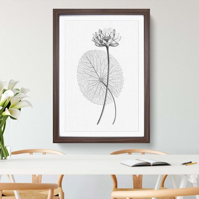 White Egyptian Lotus - Picture Frame Graphic Art Print East Urban Home Frame Option: Walnut, Size: 50cm H x 35cm W x 2cm D on Productcaster.