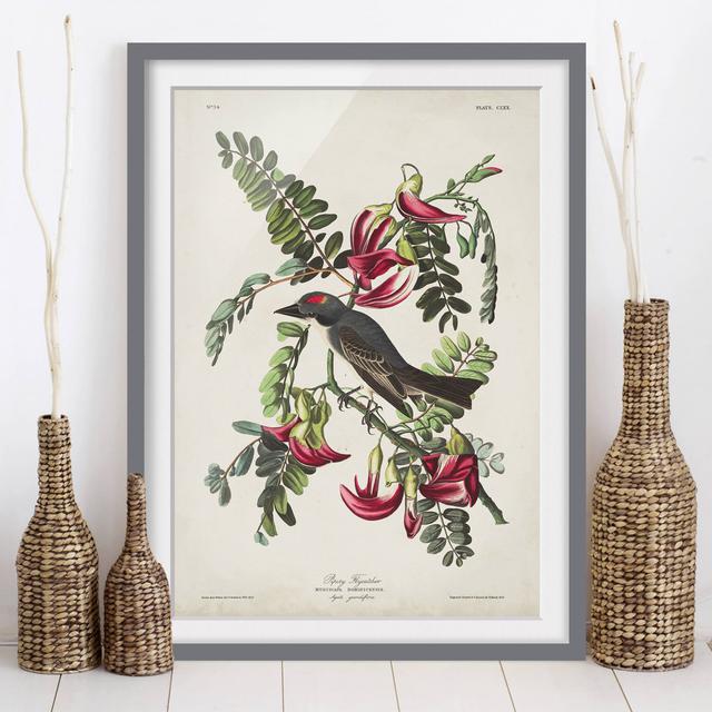 Vintage Educational Flycatcher II - Picture Frame Graphic Art Marlow Home Co. Frame Option: Grey Framed, Size: 40cm H x 30cm W x 2cm D on Productcaster.