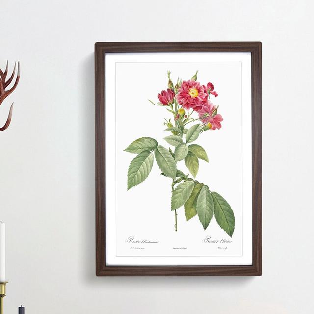 Rambling Rose in Pink by Pierre-Joseph Redoute - Picture Frame Painting Print East Urban Home Frame Option: Walnut Framed, Size: 65cm H x 48cm W x 2cm on Productcaster.