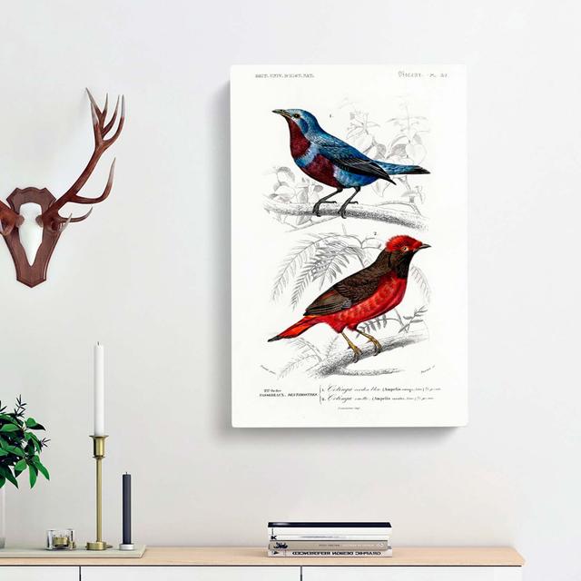 Bird Illustrations PL.52 by Charles d'Orbigny - Wrapped Canvas Painting Pint East Urban Home Size: 60cm H x 40cm W x 3cm D on Productcaster.