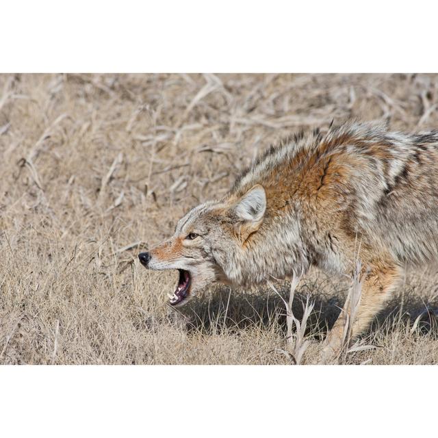 Snarling Coyote - Wrapped Canvas Photograph Union Rustic Size: 20cm H x 30cm W x 3.8cm D on Productcaster.