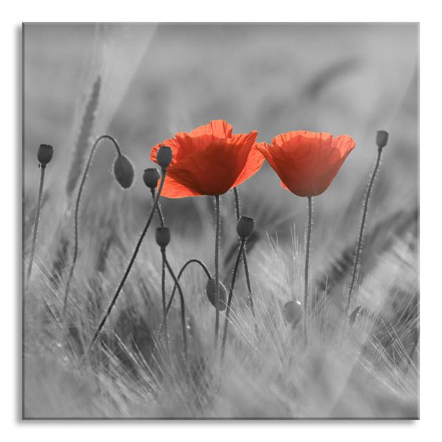 Glasbild Poppies in a Field Brayden Studio Größe: 50 cm H x 50 cm B x 0.4 cm T on Productcaster.