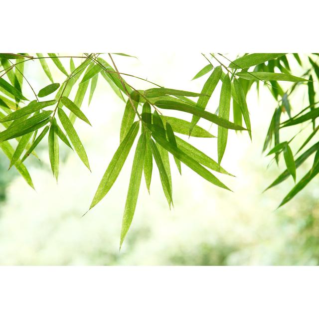 Green Bamboo Leaves by Rodho - Wrapped Canvas Photograph Pergo Classics Size: 51cm H x 76cm W on Productcaster.