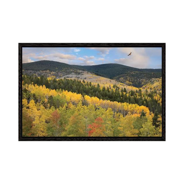 Coopers Hawk Flying Over Quaking Aspen Forest Santa Fe National Forest Sangre De Cristo Mountains NM by Tim Fitzharris - Gallery-Wrapped Canvas Giclée on Productcaster.