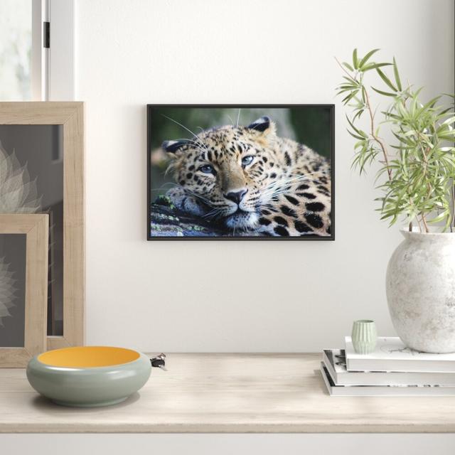 Gerahmtes Wandbild ruhender Leopard East Urban Home Größe: 70 cm H x 100 cm B on Productcaster.