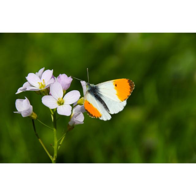 Carwyn Orange-Tip Butterfly by Helen Davies - Print Brambly Cottage Size: 51cm H x 76cm W x 3.8cm D on Productcaster.