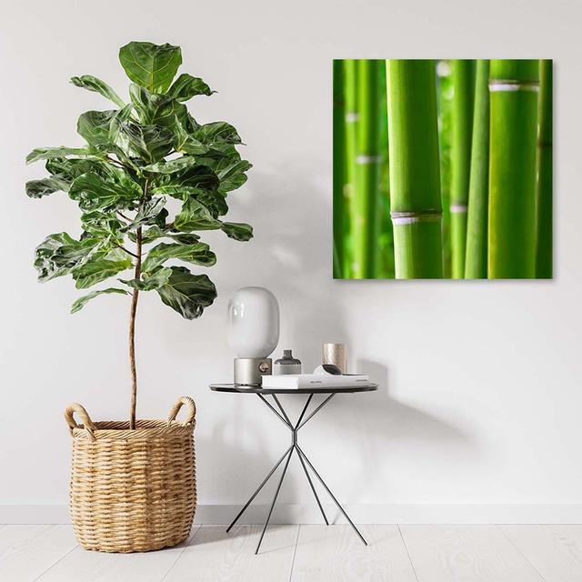 Leinwandbild Bamboo Zen Spa Nature Sansibar Home Größe: 60 cm H x 60 cm B x 2 cm T on Productcaster.