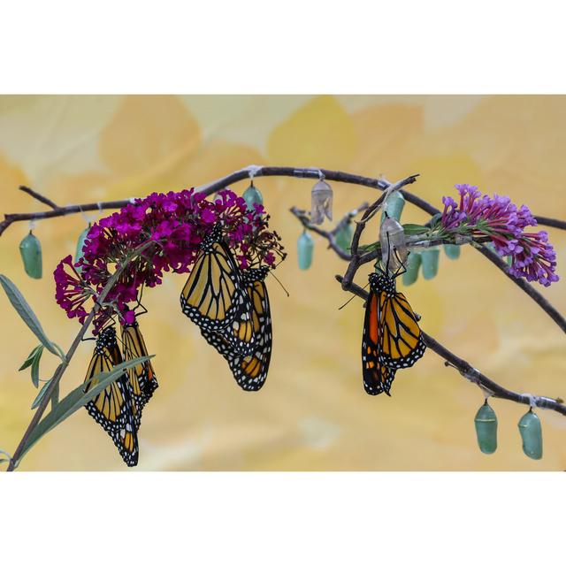 Monarch Butterflies by Rabbitti - Print Marlow Home Co. Size: 120" H x 80" W x 1.8" D on Productcaster.