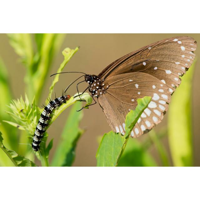 Common Crow Butterfly and Caterpillar by Faabi - Wrapped Canvas Photograph August Grove Size: 20cm H x 30cm W x 3.8cm D on Productcaster.