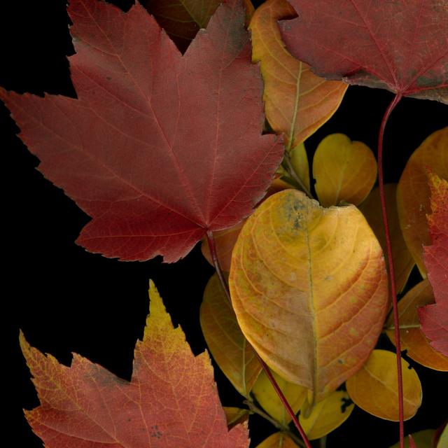 Small Vivid Leaves IV by Vision Studio - Wrapped Canvas Print Ebern Designs Size: 122cm H x 122cm W x 3.8cm D on Productcaster.