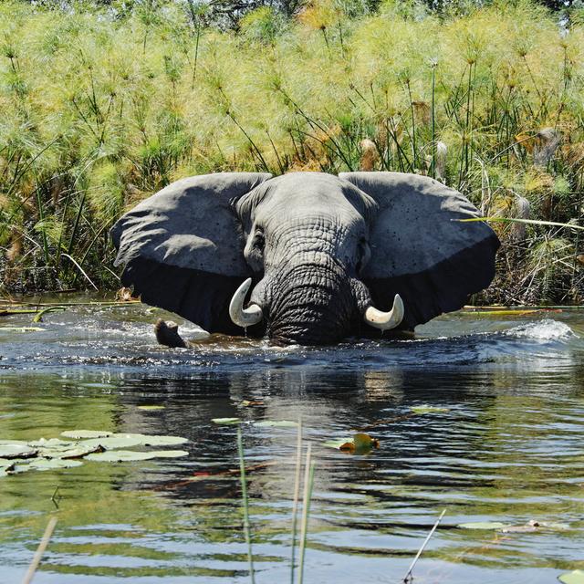 Elephant Taking Bath In Wetlands With Papyrus ,Okavango Delta,Botswana by Brytta - No Frame Art Prints on Canvas 17 Stories Size: 20cm H x 20cm W on Productcaster.