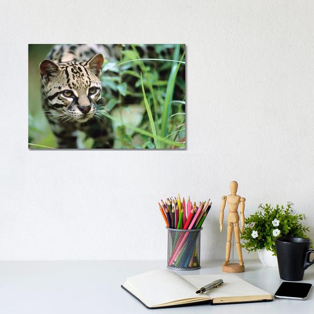 Ocelot Portrait, Belize by Tim Fitzharris - Wrapped Canvas Art Prints Ebern Designs Size: 20.32cm H x 30.48cm W x 1.91cm D on Productcaster.