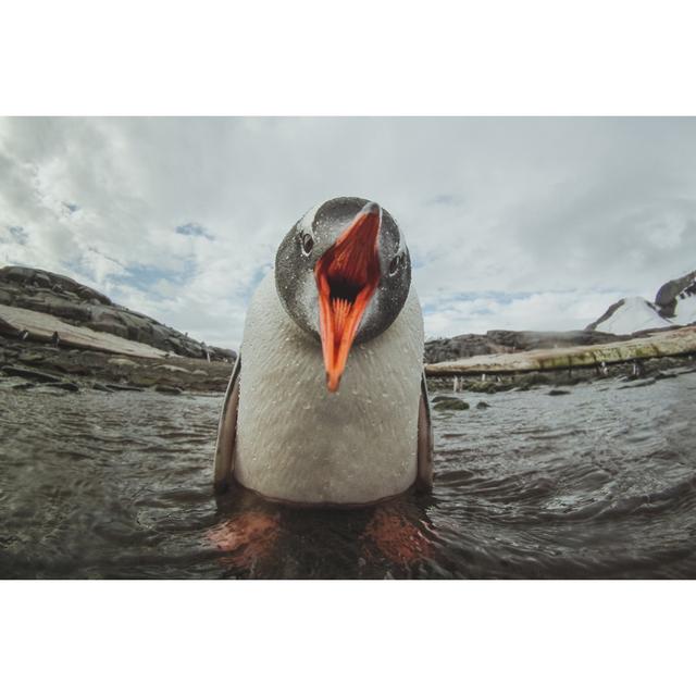 Cute Gentoo Penguin House of Hampton Size: 61cm H x 91cm W on Productcaster.