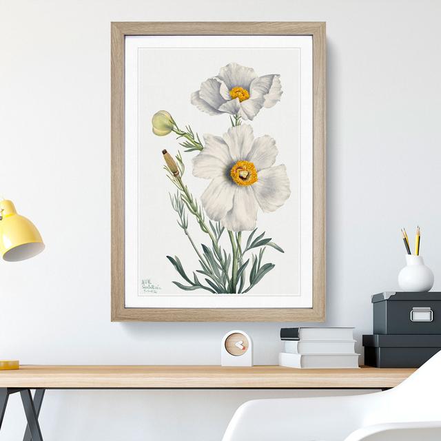 Matilija Poppy by Mary Vaux Walcott - Picture Frame Painting East Urban Home Size: 48cm H x 36cm W x 2cm D, Frame Option: Oak Framed on Productcaster.