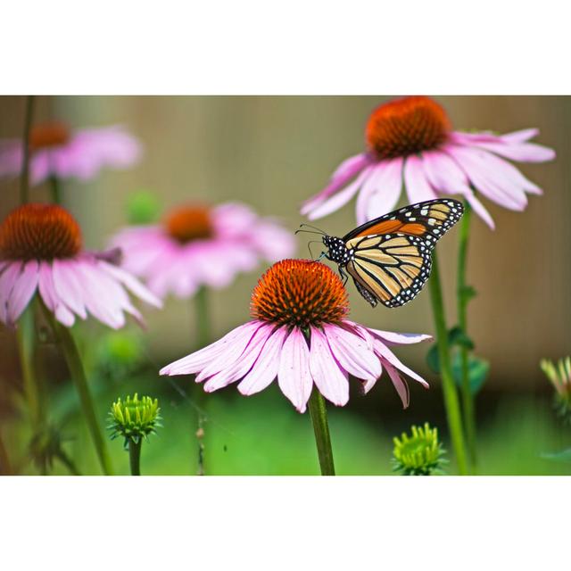 Monarch Butterfly - Wrapped Canvas Print Brambly Cottage Size: 51cm H x 76cm W x 3.8cm D on Productcaster.