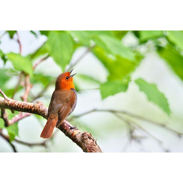 Japanese Robin in Japan by Rockptarmigan - Wrapped Canvas Photograph Latitude Run Size: 81 cm H x 122 cm W on Productcaster.