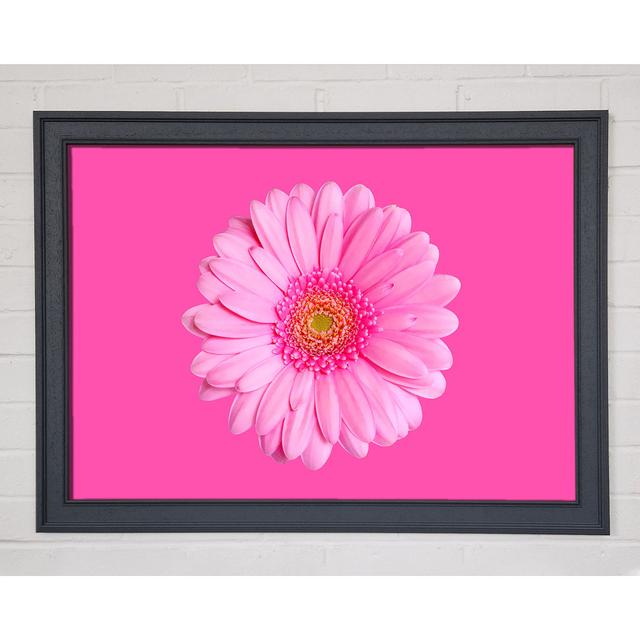 Baby Pink on Pink Gerbera - Single Picture Frame Art Prints Ebern Designs Size: 84.1cm H x 118.9cm W on Productcaster.