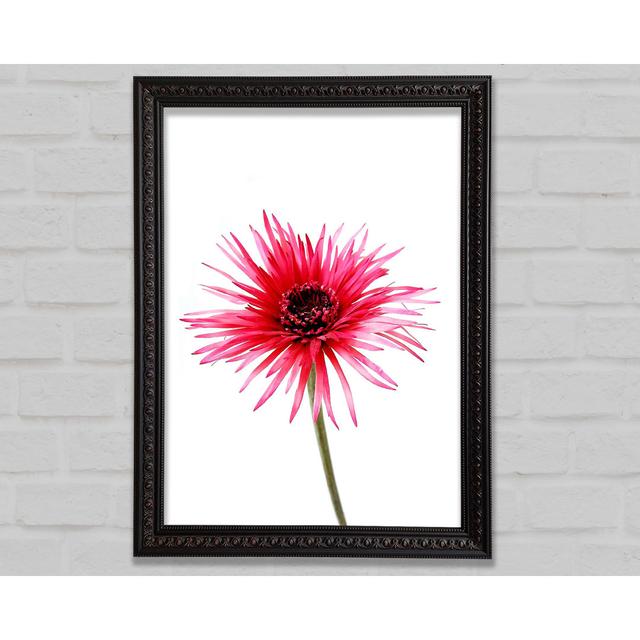 Single Picture Frame Art Prints Bright Star Size: 59.7cm H x 42cm W on Productcaster.