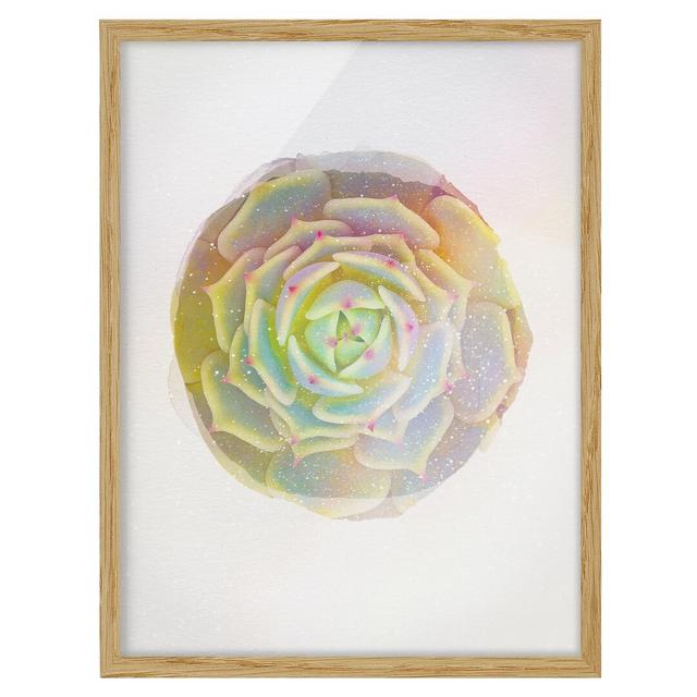 Echeveria Ben Badis - Picture Frame Graphic Art Bay Isle Home Size: 100cm H x 70cm W x 2cm D, Frame Option: Brown Framed on Productcaster.