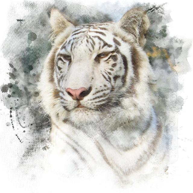 Tiger by NK08gerd - Wrapped Canvas Art Prints Latitude Vive Size: 91cm H x 91cm W x 3.8cm D on Productcaster.