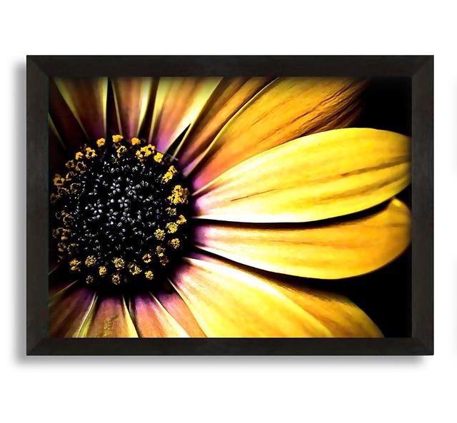 Golden Black Daisy - Picture Frame Graphic Art on Canvas Brayden Studio Size: 21cm H x 30cm W x 10cm D on Productcaster.