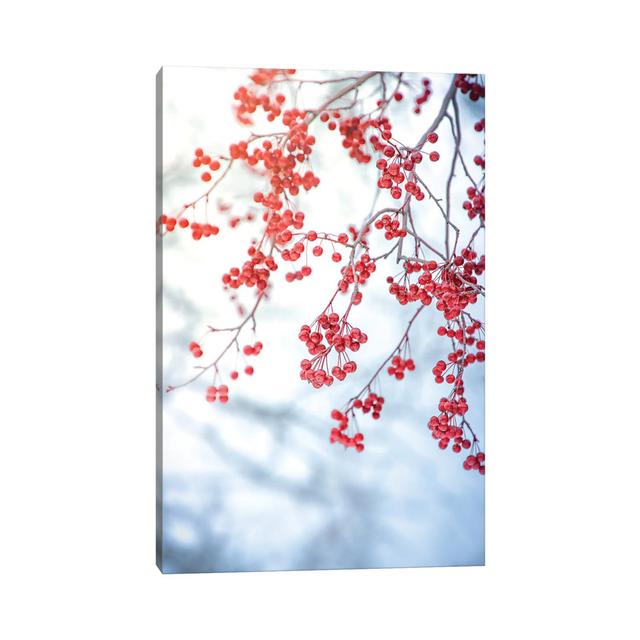 Red Viburnum by Nik Rave - Wrapped Canvas Art Prints Latitude Run Size: 45.72cm H x 30.48cm W on Productcaster.