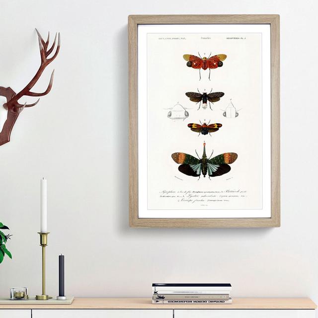 Moth Illustrations Pl.5 by Charles d' Orbigny - Picture Frame Painting Print East Urban Home Frame Option: Oak Framed, Size: 36cm H x 27cm W x 2cm D on Productcaster.