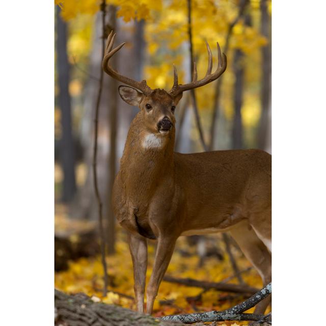 Majestic Buck by Dmodlin01 - Wrapped Canvas Print Alpen Home Size: 91cm H x 61cm W on Productcaster.