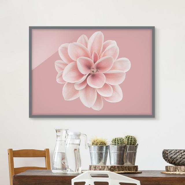 Dahlia Pink Blush Flower Centered - Picture Frame Graphic Art Ebern Designs Size: 30cm H x 40cm W x 2cm D, Frame Option: Grey Framed on Productcaster.