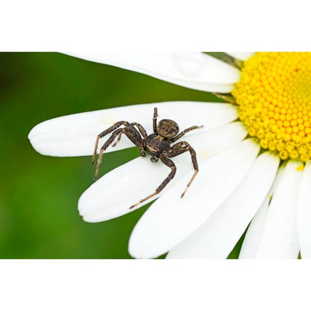 Crab Spider by EllyMiller - Wrapped Canvas Print Marlow Home Co. Size: 61cm H x 91cm W x 3.8cm D on Productcaster.