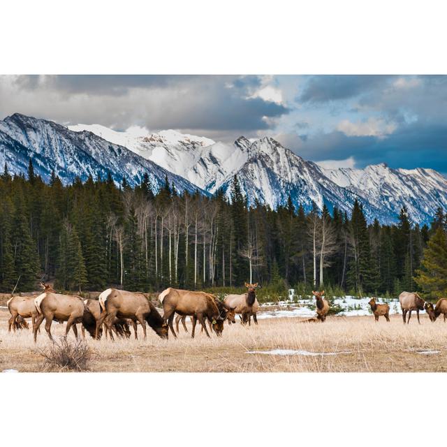 Wild Elk by Bgsmith - Wrapped Canvas Print Alpen Home Size: 30cm H x 46cm W on Productcaster.