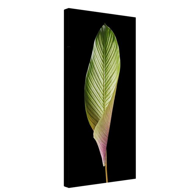 Calathea Ornata - Wrapped Canvas Photograph 17 Stories Format: Canvas 260g/m², Size: 160cm H x 80cm W, Colour: Black on Productcaster.