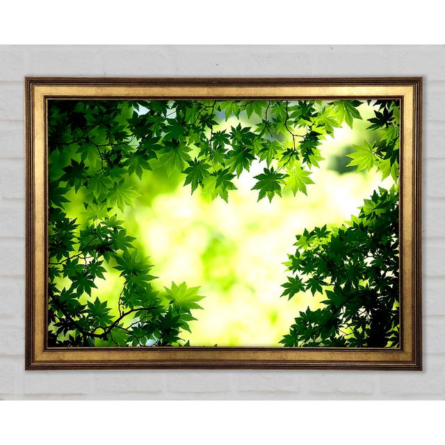 Green Maple Leaves - Print Latitude Run Size: 42cm H x 59.7cm W x 1.5cm D on Productcaster.