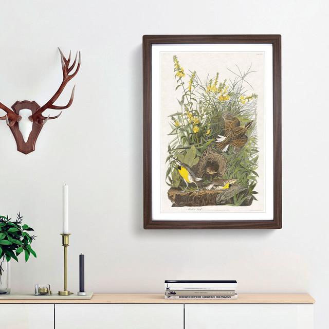 Meadow Larks by John Audubon - Picture Frame Painting Print East Urban Home Frame Option: Walnut Framed, Size: 36cm H x 27cm W x 2cm D on Productcaster.