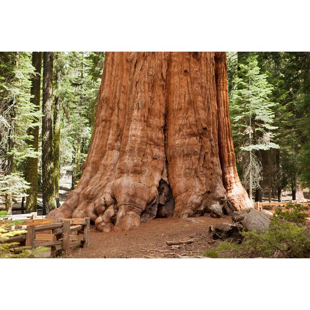 Giant Sequoia Tree by Donnichols - No Frame Print on Canvas Alpen Home Size: 81cm H x 122cm W on Productcaster.