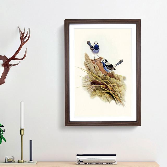 Turquoisine Superb Warblers by Elizabeth Gould - Picture Frame Painting Print East Urban Home Frame Option: Walnut Framed, Size: 65cm H x 48cm W x 2cm on Productcaster.