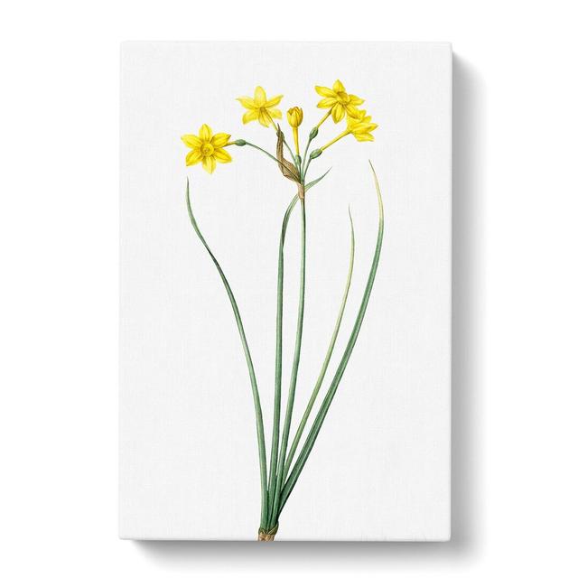 Rush Daffodil Flowers by Pierre-Joseph Redoute - Wrapped Canvas Painting Print East Urban Home Size: 50cm H x 35cm W x 3cm D on Productcaster.