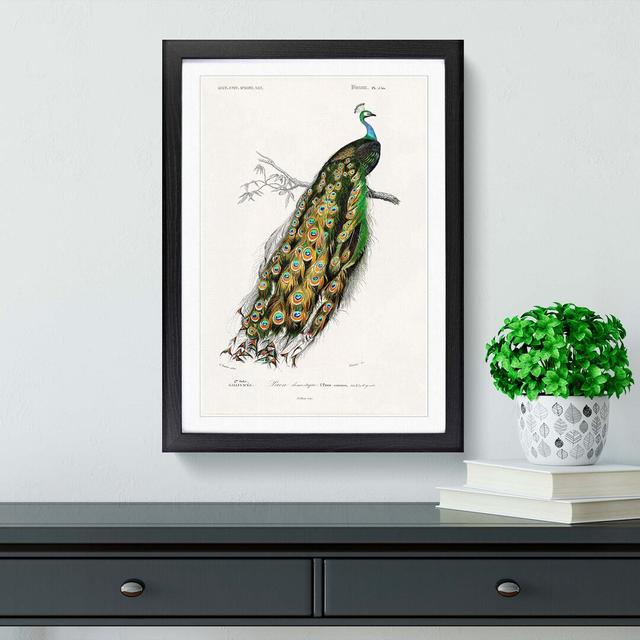 Indian Peacock by Charles D' Orbigny - Picture Frame Painting Print East Urban Home Frame Option: Black, Size: 60cm H x 40cm W x 2cm D on Productcaster.