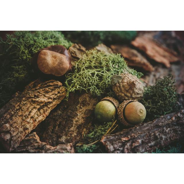 Acorns, Moss, Chestnut by Kseniya_Milner - Wrapped Canvas Photograph Alpen Home Size: 20cm H x 30cm W on Productcaster.