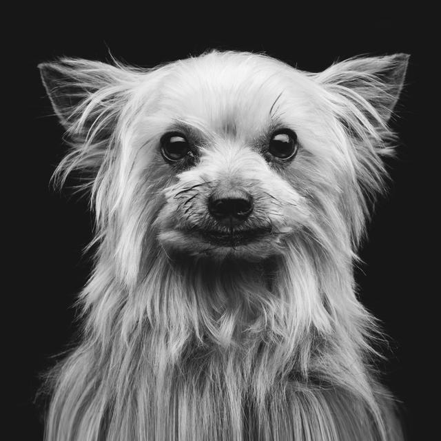 Yorkshire Terrier Latitude Run Size: 91cm H x 91cm W on Productcaster.