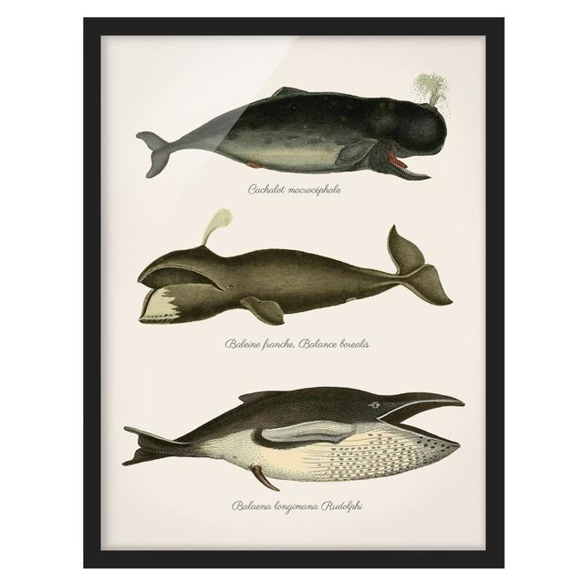 Picture With Frame - Three Vintage Whales - Portrait 4:3 House of Hampton Size: 55cm H x 40cm W x 2cm D, Frame Option: Black Framed on Productcaster.