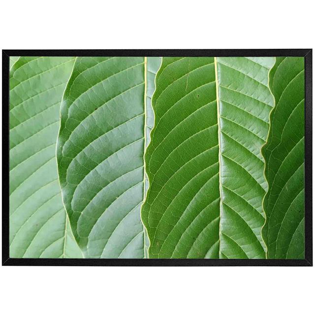 Khader Close Up Of Green Leaves - Print Pergo Classics Frame Colour: Black, Size: 76cm H x 114cm W x 4cm D on Productcaster.