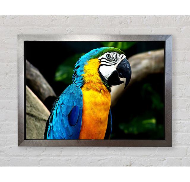 Amazing Parrot - Single Picture Frame Art Prints Bright Star Size: 59.7cm H x 84.1cm W on Productcaster.