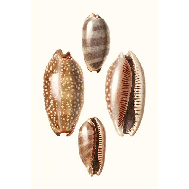 Lamarck Shells II House of Hampton Size: 30cm H x 20cm W x 3.8cm D on Productcaster.