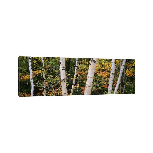 Birch Trees in a Forest, New Hampshire, USA - Wrapped Canvas Panoramic Photograph Union Rustic Size: 60.96cm H x 182.88cm W x 3.81cm D on Productcaster.