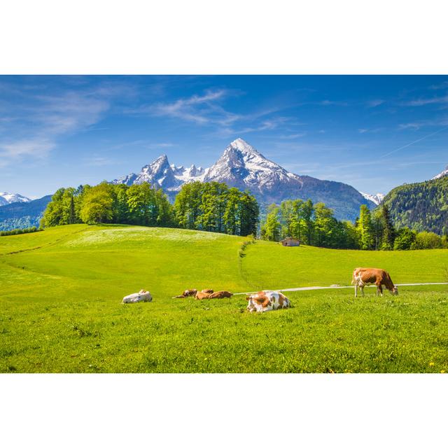 Cows In Summer Alpen Home Size: 51cm H x 76cm W on Productcaster.